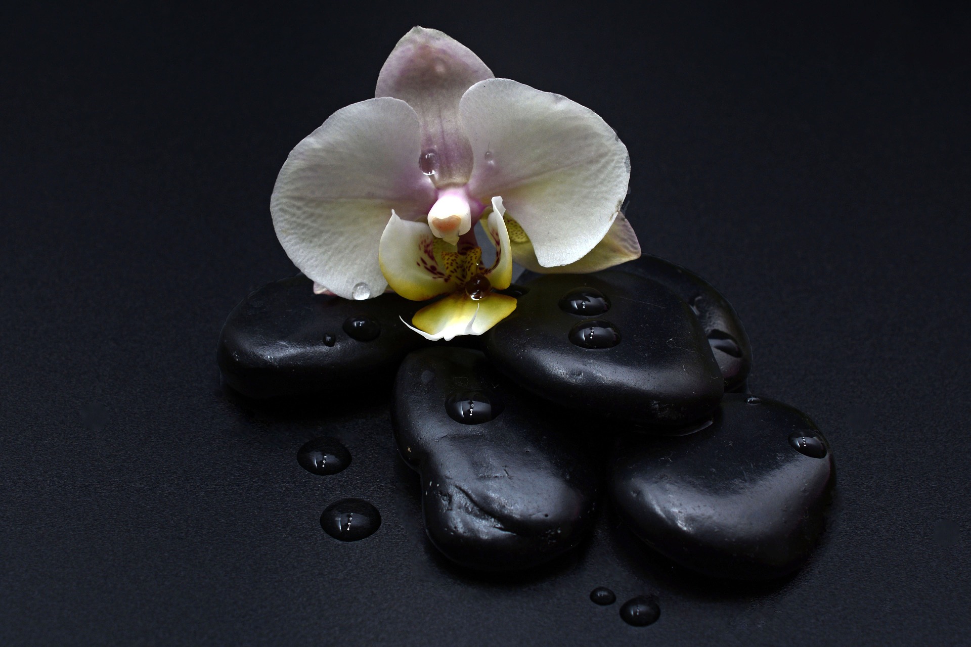 Orhidee alba si roci vulcanice pe fundal negru